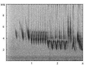 Buchfink | Fringilla coelebs - Gesang