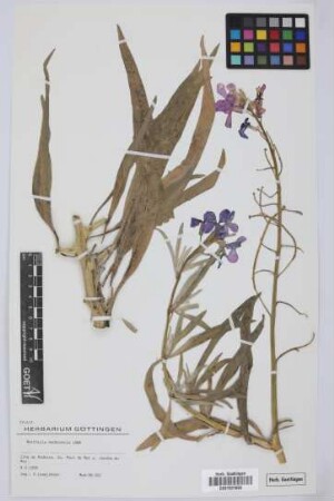 Matthiola maderensis Lowe