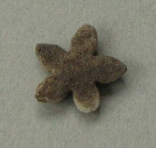 Muschelschale