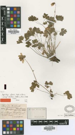 Aquilegia amaliae Heldr. ex Boiss. [isotype]