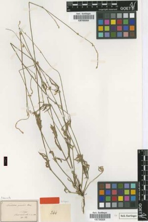 Froelichia gracilis Moq. [isotype]