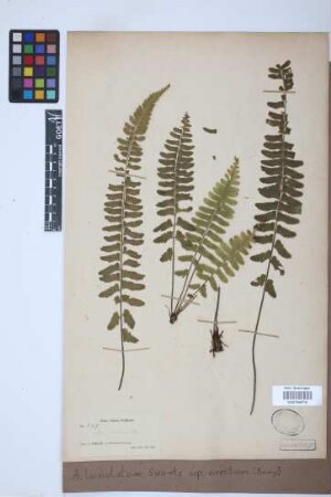 Asplenium lunulatum var. erectum (Bory ex Willd.) Baker