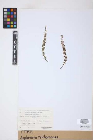 Asplenium trichomanes L.