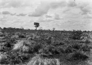 Grasland : Grasland in Brasilien. Nur vereinzelt Bäume und Büsche.