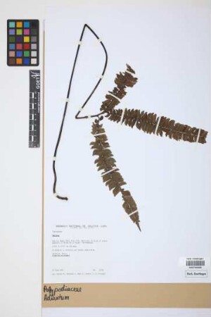 Adiantum