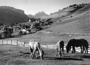 Sankt Kassian. Koppel mit Haflingern