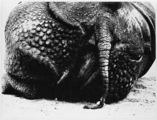 Nashorn : Rückansicht eines Nashorns