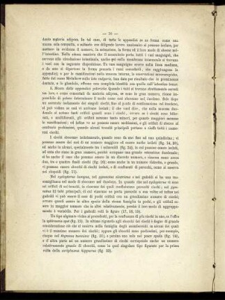 5. Sbocco delle appendice piloriche
