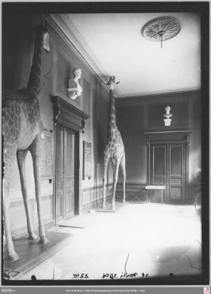 Senckenbergmuseum: Parterrevorplatz von Osten