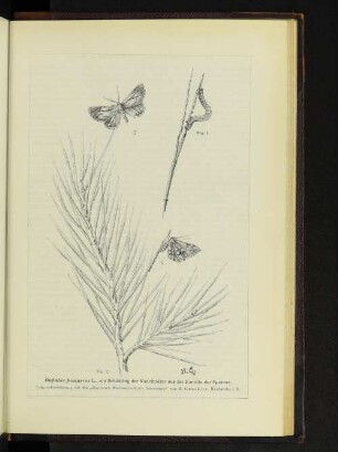 Bupalus piniarius L., ein Scädling der Nadelhölzer aus der Familie der Spanner.