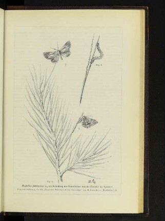 Bupalus piniarius L., ein Scädling der Nadelhölzer aus der Familie der Spanner.