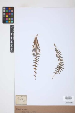 Blechnum australe L.