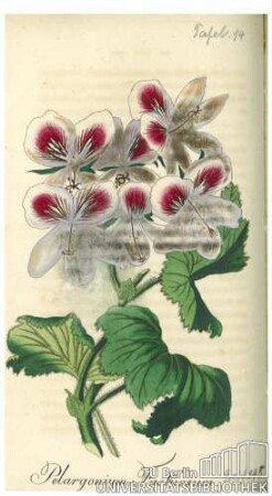 Pelargonium Fastuosum