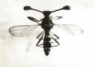 Afrikanische Fliege (Diasemopis silvatica) mit Stielaugen (4 : 1)