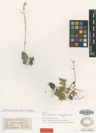 Draba tibetica Hook.f. & Thomson var. Hook.f. & Thomson sikkimensis[type]