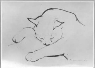 Schlafende Katze : Schlafende Katze. Kohlezeichnung (1954; E. Richter). Dresden-Striesen, Borsbergstraße 11, Atelier der Künstlerin