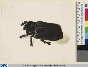 Großer schwarzer sechsbeiniger Käfer