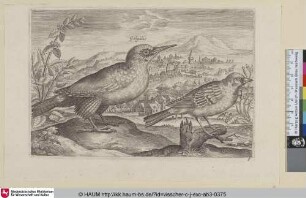 [Specht und Ammer; Woodpecker and Bunting]
