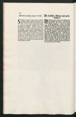 Muraena maculata, nigra et viridis. Die fleckichte, schwarze und grüne Lamprete
