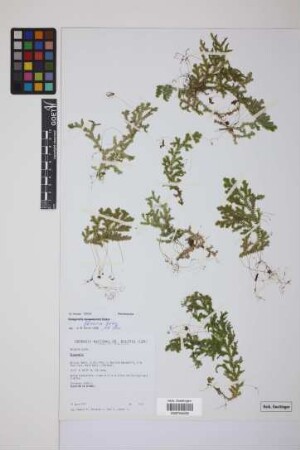 Selaginella flexuosa Spring