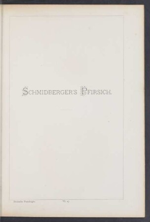 VI. 19. Schmidberger's Pfirsich