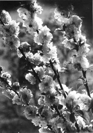 Mandelbäumchen, Mandelröschen - Prunus triloba, blühende Zweige