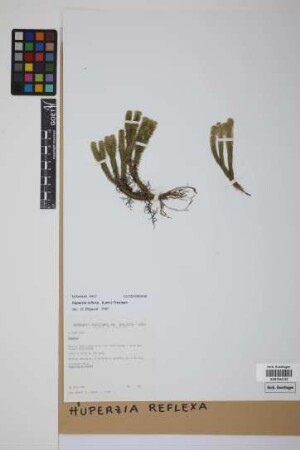 Phlegmariurus reflexus (Lam.) comb. ined.