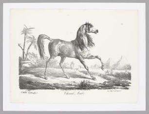 Cheval Arabe, Blatt 2 der Folge "Große Folge von Pferden"