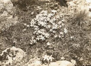 Stubaier Alpen : Enziane (Gentiana) in den Stubaier Alpen am Hohen Eck (2800 m)