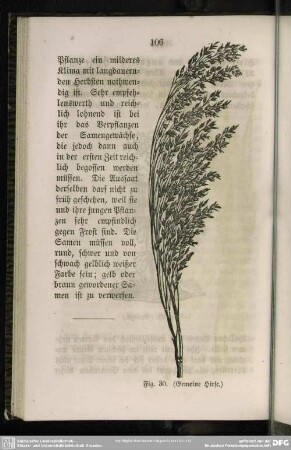 Fig. 30. (Gemeine Hirse)