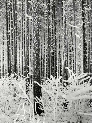 Baumstämme mit Schnee