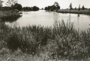 Dornburg. Verlandender Altarmrest in der Elbniederung