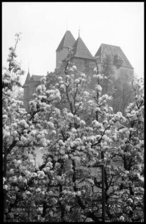 Burgdorf: Schloss mit Blütenbaum im Vordergrund