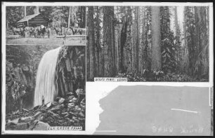 Moscow. Scene in the Pines, East of Moscow,Idaho.