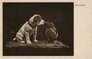 Erste Liebe : Erste Liebe, Aufnahme nach dem Leben, Postkarte nach einer Fotografie von Käthe Hecht, herausgegeben im Selbstverlag.