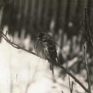 Europa. Birkenzeisig (Carduelis flammea, teilweise auch Acanthis flammea) mit aufgeplustertem Gefieder