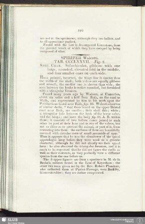 Spirifer Walcotti. Tab. CCCL XXVII. - Fig. 2