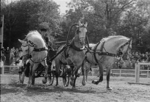 Reiterspiele in Markkleeberg. Galloppierendes Dreiergespann