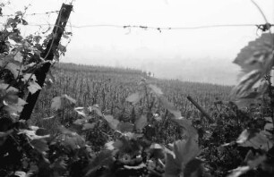 Seefelden: Weinberge bei Seefelden