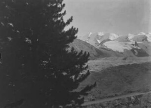 Berglandschaft : Blick an einem Baum vorbei auf die schneebedeckten Berge Piz Palü und Bellavista zusammen mit dem Pers- Morteratschgletscher.