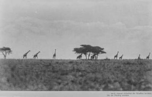 Giraffen : Giraffen (Giraff) in der Steppe
