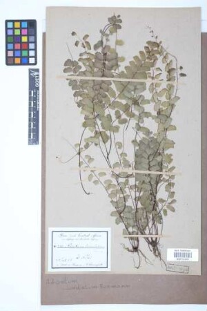 Adiantum lunulatum Burm.