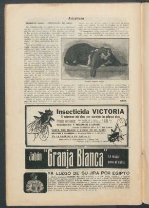 Avicultura : Industrias anexas.- Explotación del conejo