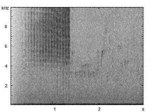 Große Goldschrecke | Chrysochraon dispar - Stridulation