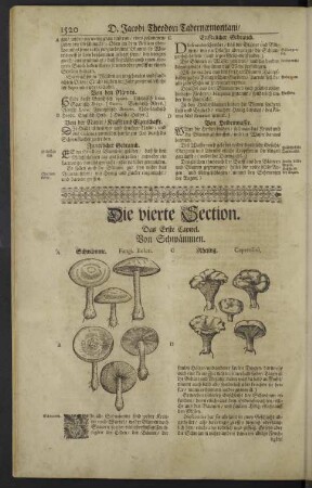 Die vierte Section.