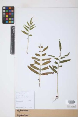 Asplenium spec.