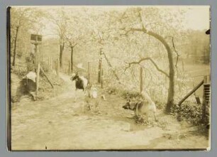 Sachsen. Szene mit Hund und Ziegen