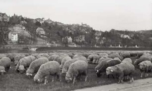 Elbwiesen mit Schafherde : Dresden-Blasewitz. Elbwiesen mit Schafherde. Blick über die Elbe nach Osten gegen Dresden-Loschwitz mit Restaurant "Luisenhof"