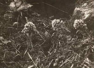 Lausitzer Gebirge. Weiße Pestwurz (Petasites albus) an der Lausche