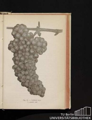 Fig. 35. - Corbeau nero. 1/2 grand. nat.